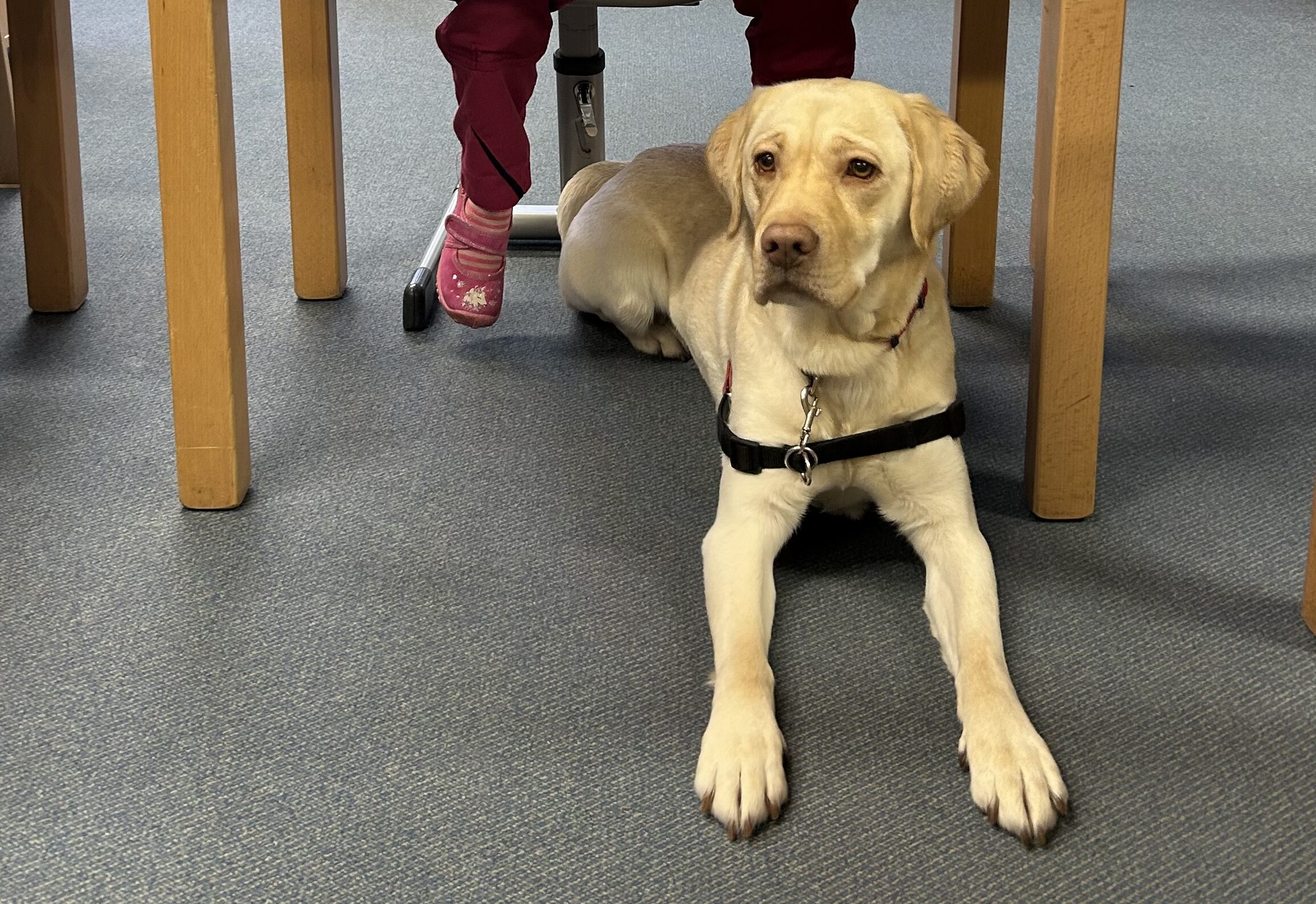 Ein gelber Labrador mit einem Geschirr liegt auf einem blauen Teppich unter einem Holztisch, neben den Beinen einer Person, die eine rosa Hose und rosa Socken mit weißen Mustern trägt.